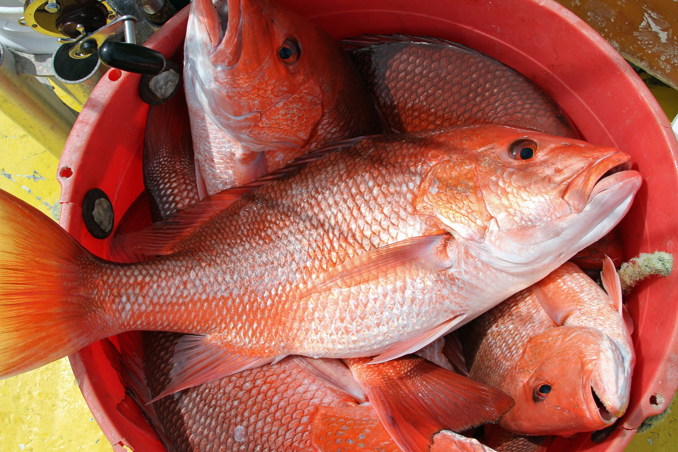 Alabama Announces Extended Red Snapper Season for Private Anglers